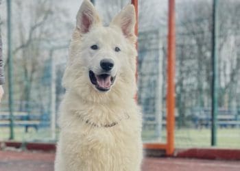 На Тернопільщині просять допомогти розшукати білу швейцарську вівчарку за винагороду