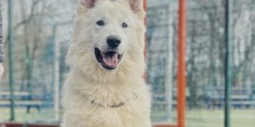 На Тернопільщині просять допомогти розшукати білу швейцарську вівчарку за винагороду