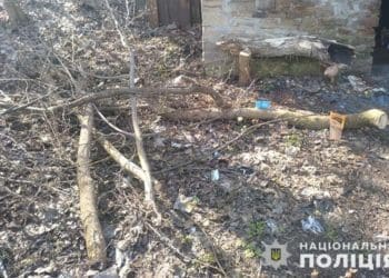 Троє чоловіків місяць вирубували дерева у парку “Загребелля” в Тернополі