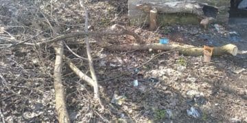 Троє чоловіків місяць вирубували дерева у парку “Загребелля” в Тернополі