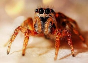 Павука у вусі 4-річної дитини виявили медики Скалатської лікарні