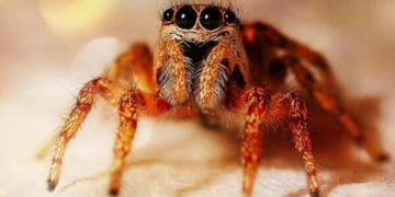 Павука у вусі 4-річної дитини виявили медики Скалатської лікарні