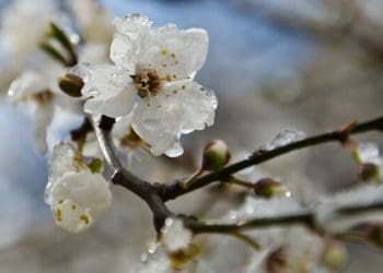Про заморозки попереджають жителів Тернопілля