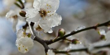 Про заморозки попереджають жителів Тернопілля