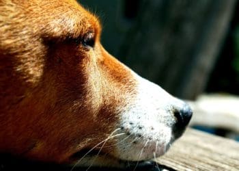 Не встигли довести до ветеринара: у Тернополі з’ясовують обставини смерті собаки