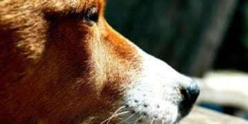 Не встигли довести до ветеринара: у Тернополі з’ясовують обставини смерті собаки