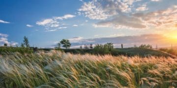 Бережанська прокуратура вимагає повернути державі землю за 1,7 млрд грн