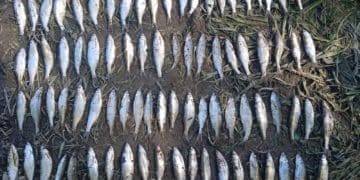 83 рибини виловив в Дністрі у нерест житель Золотопотіцької громади