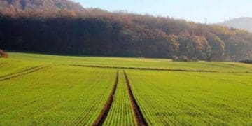 Гектар землі конфіскували у жителя росії на території Озернянської громади