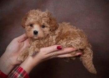 Тернополянка купляла на популярному сайті щеня “Мальтіпу” і втратила гроші