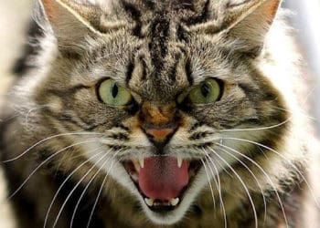 Дві жительки Іване-Пустенської громади лікуються від сказу після укусів домашнього улюбленця