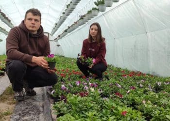 Подружжя з Теребовлі за 5 років висадили понад 50 різновидів контейнерних квітів