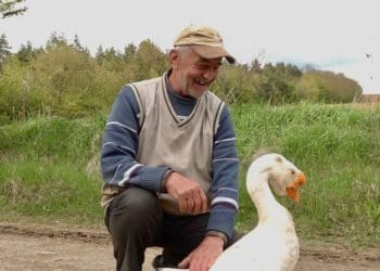 Гусак з кличкою “Гусь” став домашнім улюбленцем пенсіонера на Тернопільщині