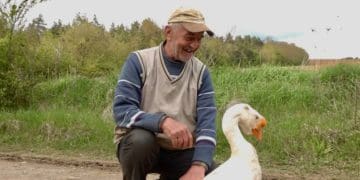 Гусак з кличкою “Гусь” став домашнім улюбленцем пенсіонера на Тернопільщині