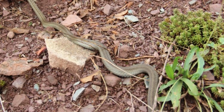 Тернопільщина туристична: Червона Гора в околицях села Берем’яни