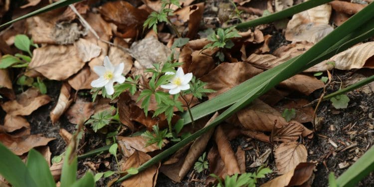 Тернопільщина туристична: Урочище «Монастирок» в селі Лісники