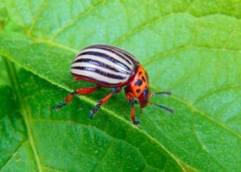 Колорадський жук