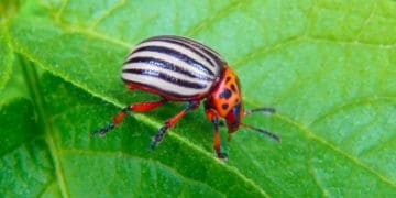 Колорадський жук