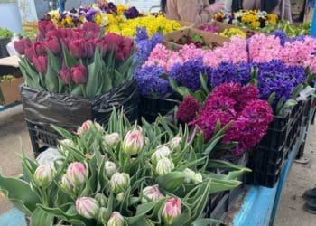 Тюльпани, гіацинти та лілії: які ціни на розсаду квітів на тернопільському ринку