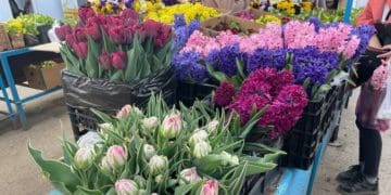 Тюльпани, гіацинти та лілії: які ціни на розсаду квітів на тернопільському ринку