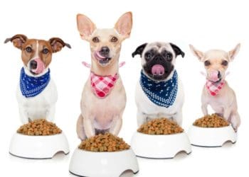 Як вибрати корм для собаки: коротка шпаргалка для гарного господаря