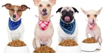 Як вибрати корм для собаки: коротка шпаргалка для гарного господаря