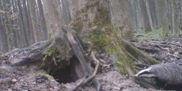 борсук європейський