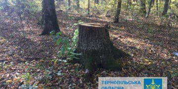 зрубане дерево