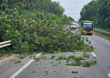 дерево впало на дорогу
