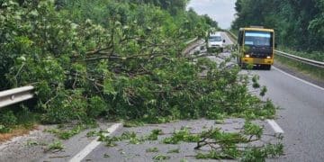 дерево впало на дорогу
