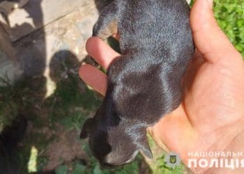 Тернопільські поліцейські встановили зловмисницю, яка закопала живих цуценят у лісосмузі.