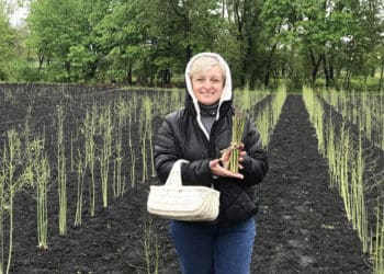 Відома письменниця з Тернопільщини вирощує спаржу біля хати свого дитинства