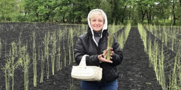 Відома письменниця з Тернопільщини вирощує спаржу біля хати свого дитинства