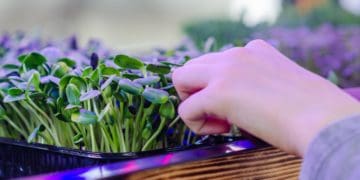 Півтори сотні школярів заробили перші 100 тис. грн завдяки проєкту «Розумний город. Мікрозелень» від «Контінентал»