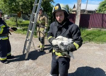 Лелеку, який випав з гнізда, рятували у Монастириській громаді