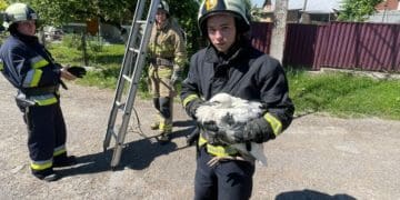 Лелеку, який випав з гнізда, рятували у Монастириській громаді