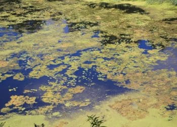 забруднення річки Іква