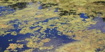 забруднення річки Іква