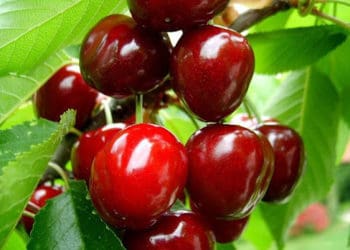 Початок літа на Тернопільщині виявився теплішим за норму