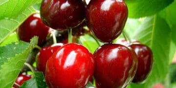 Початок літа на Тернопільщині виявився теплішим за норму