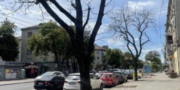 У Тернополі поменшає дерев