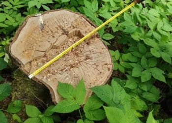 У Лановецькій громаді незаконно вирубали дерев на майже 2 мільйони