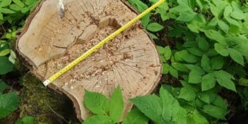 У Лановецькій громаді незаконно вирубали дерев на майже 2 мільйони