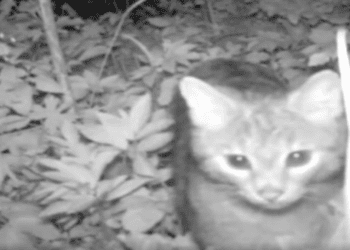 Рідкісного ссавця зафіксувала фотопастка у Медоборах