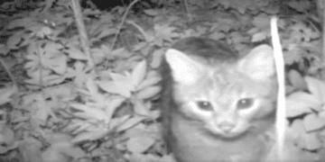 Рідкісного ссавця зафіксувала фотопастка у Медоборах