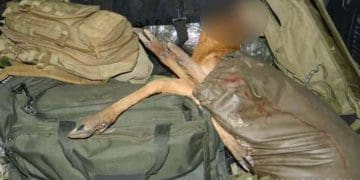 мертву сарну виявили в автівці двох мисливців на Чортківщині