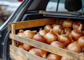 Для чого досвідчені автомобілісти завжди возять із собою цибулину