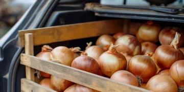 Для чого досвідчені автомобілісти завжди возять із собою цибулину