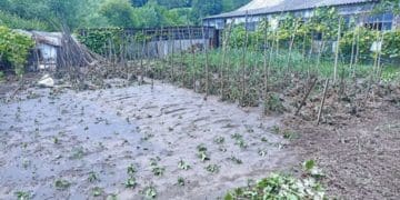 Майбутній врожай і свійських тварин втратили жителі села Підгайчики через негоду