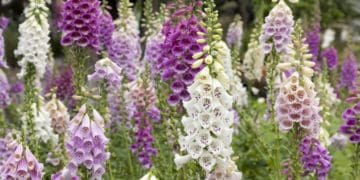 Наперстянка